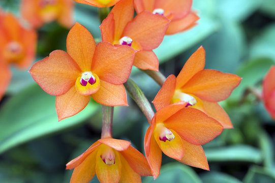 Fototapeta Orchid Cattleya cernua, before classified as Sophronitis cernua