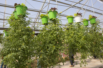 Farm of tasty red tomatoes on the bushes