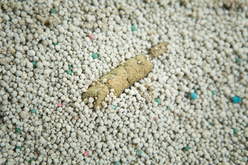 feces cat on clumping clay cat litter.