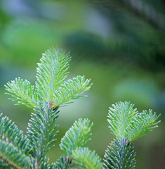 Fir buds close up