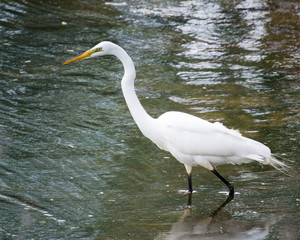 Great Egret fishing