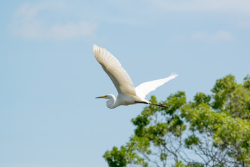 Great Egret flying over Long Island