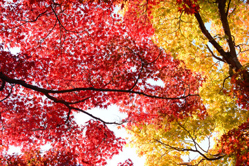 Japanese maple, Momiji tree red leaves in autumn season