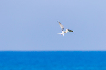 Fototapeta na wymiar 海辺を飛ぶアジサシ