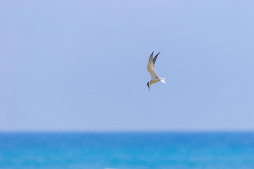 海辺を飛ぶアジサシ