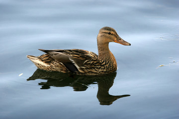 Wild Mallard duck  the female is swimming in the pond.