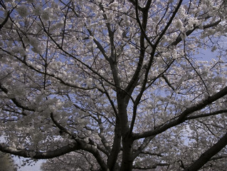sakura blossoms / cherry blossoms