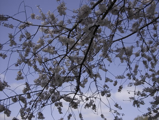 sakura blossoms / cherry blossoms