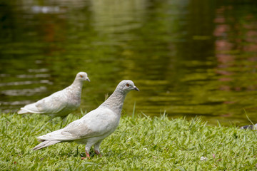 Birds at the garden with water background