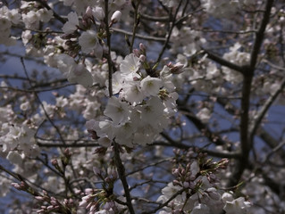 sakura blossoms / cherry blossoms