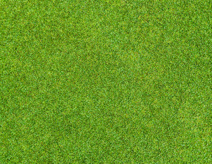 Beautiful green grass pattern from golf course