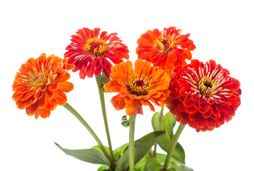 bouquet of red zinnia flowers