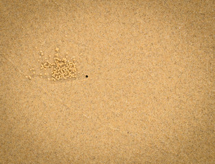 Fototapeta na wymiar Crab making sand balls on the beach