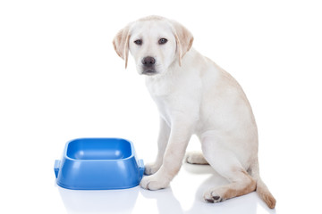 Funny Hungry Dog With Food Dish