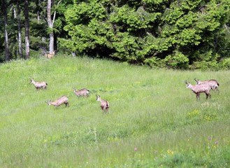 bunch of Chamois with puppies on the lawn of the mountain in sum