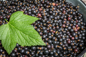 Currant leaf on currants in basket