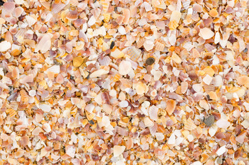 shell background on a sand beach