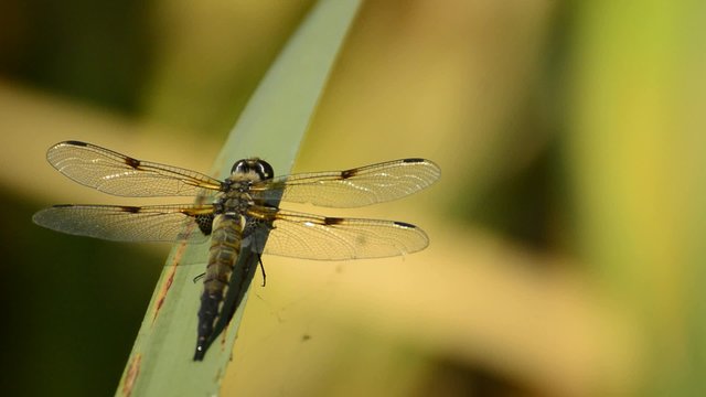 Vierfleck, Libellula quadrimaculata, einheimische Libelle
