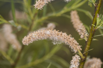willow flowers