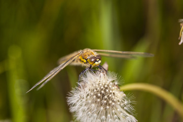 dragonfly