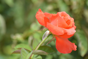 Orange beautiful rose with soft background