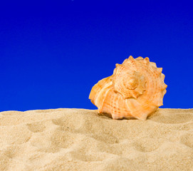  seashell on sky background
