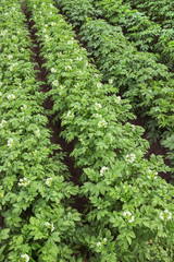 Flowering potato in a small field the summer season
