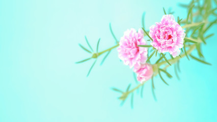 Pusley on blue backgound