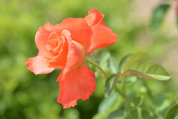 Orange beautiful rose with soft background