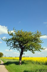 Kirschbäume am Jakobsweg