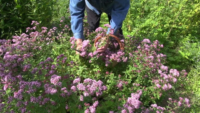 middle aged man picking flowering fresh oregano in herb garden