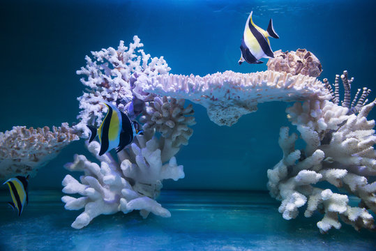 tripical fishes and white coral in aquarium