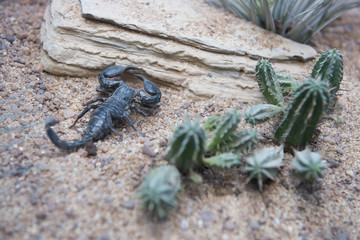 scorpion on sand
