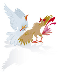 Un pigeon et un coq se dispute