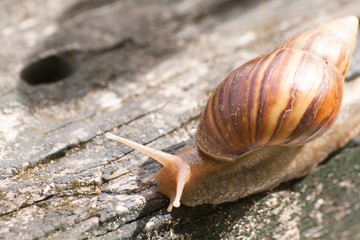 Snail in timber.