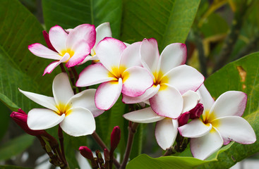 favourite flowers shown in aroma spa shop is plumeria flower