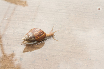 Snail climb on a paved road with water.