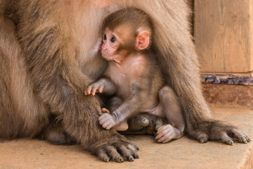 closeup of baby monkey suckling
