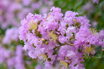 Obraz premium Lagerstroemia speciosa - Queen's flower