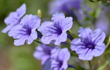 Ruellia tuberosa flower.