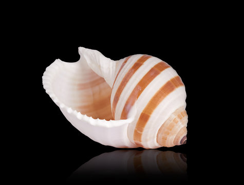 Seashell of Tonna Sulcosa.