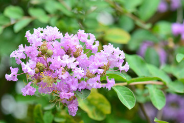 Lagerstroemia speciosa - Queen's flower