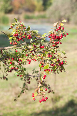 Obraz premium red berries