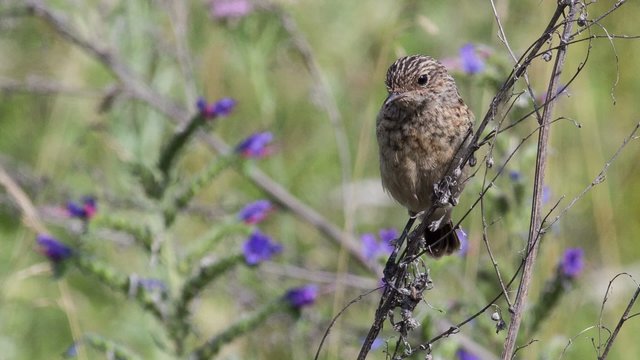 Fledgling stonechat sitting on a branch