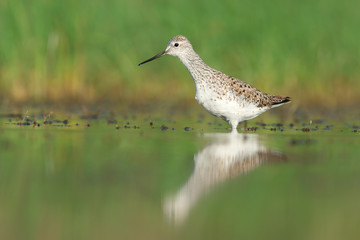 Marsh sandpiper (Tringa stagnatilis)