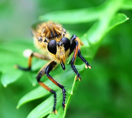 close up robber fly