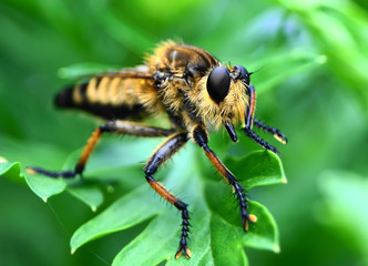 close up robber fly