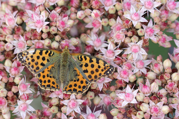 Macro of Queen of Spain Fritillari butterfly