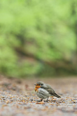 European Robin (Erithacus rubecula)