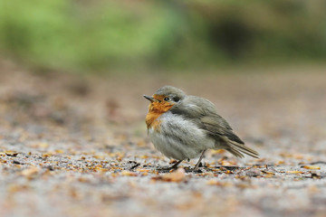 European Robin (Erithacus rubecula)